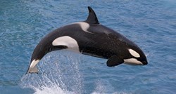 Rođena malena ženka orke, ostalo samo 76 jedinki te skupine na svijetu